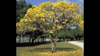 Tipuanna Tipu Tree (The pride of Bolivia)