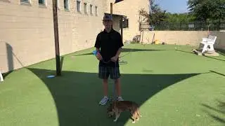 Meet Palo at Rockwall Adoption Center