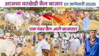 Varkhedi bail bazar | 1 January 2026 | bull market 🐂 |  वरखेडी माळवी बैल बाजार 🔥