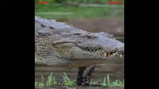Nile Crocodile || Predator || Amazing Facts || #amazingfacts #shorts