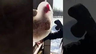 it's cold weather#ytshorts #tranding #shorts#birds