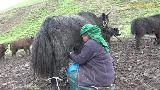 milking in yak farm || Nepal || dolpa || lajimbudha ||