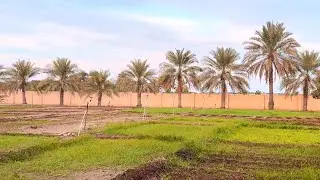 A Beautiful Farm Tour in Muscat : Oman's Hidden Gem l Salar_700 