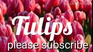 How to grow Tulips from bulbs and care