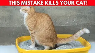 Самые распространённые ошибки, которые допускают 99% владельцев кошек каждый день при использован...