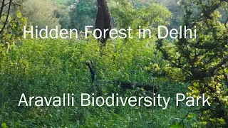 Hidden Forest in Delhi || Aravalli Biodiversity Park || Vasant Vihar