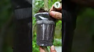 Lemon vs Guava | Fastest Growing Fruit Tree? | नींबू या अमरूद #shorts