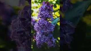 #сирень #цветы #май #весна #remix #исцеляющиезвукиприроды #музыка #music