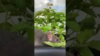 Mini farm | Лесная полянка на балконе #oxypokolef #nature #farm #animal #strawberry #rat #земляника