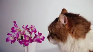Comercial Flexia Tofu- Areia para gato