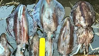 Spear fishing in Portsea,Melbourne 