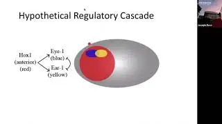 Developmental Genetics 1