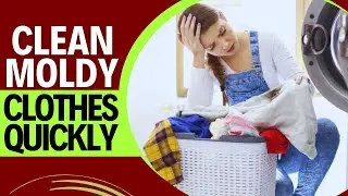 Как быстро удалить плесень с одежды