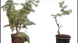 Bonsai  Бонсай Туя зебрина складчатая | Формирование  своими руками Инструмент  Проволока для Бонсай
