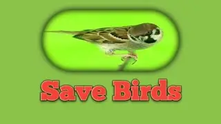 Save Birds | Save Nature