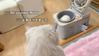……We pounded Mochi      ……お餅をつきました