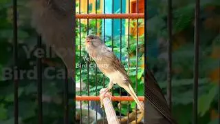 CANARY BIRD SINGING TRAINING VIDEO - Spanish Timbrado Canary Bird Singing