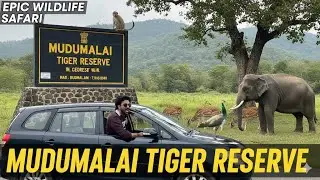 Bandipur Nation Park- Going from Mysore to Ooty | Siddiq k Minds 
