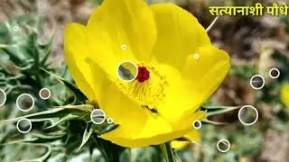 सत्यानाशी पौधों के फायदे का आयुर्वेदिक विश्लेषण#Prickly Poppy#Argemone mexicana#Mexican poppy#प्रयोग