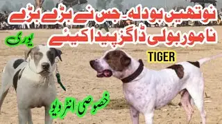 Pakistani most champion bully dogs history | bully dog tiger | bully dogs youri,bullt & etc