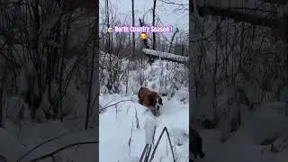 Skittlez: 🐶 North Country Season! 🌲🥰 #youtubeshorts 🐶 #dogshorts #cutedog