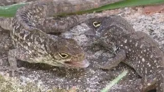 Brown Anole Lizards Fighting, and Hissing (Turn Volume Up)