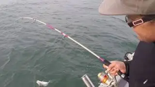 Sagai catch - Boat Fishing (Aug 2016)