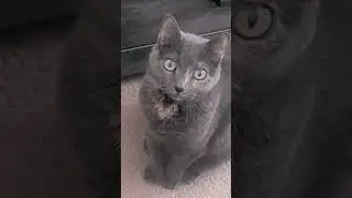 Sashi Princess wants picked up every morning onto my sky high Bed perch #cat #funnycute #aww