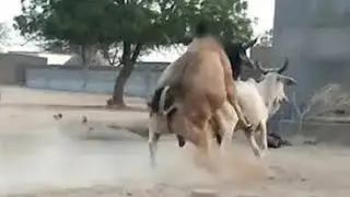 Bull and cow jumping 🤣 sounds style 🤣 village life 🤣#viral 