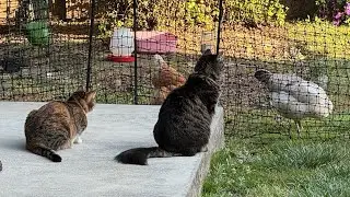 Backyard Visitors