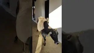meri gaiya aati he mujhko doodh pilati #merigaiyaaatihai #cowlover #cowvideos #adorablevideo #gaiya