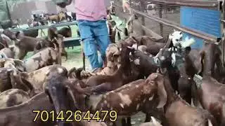5000 पट्टी से शुरुआत सिरोही अजमेरा गुजरी एक नंबर क्वालिटी का माल सेल के लिए 7014264479#goat 100pic.