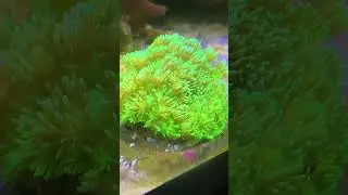 Mixed Goniopora & Alveopora Reef | BPK Display Tank #Flowerpotcorals #goniopora #alveopora #corals