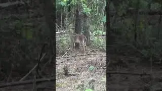 Deer roaming around beautiful Wiggins Mississippi Stone County USA!