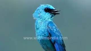 Verditer Flycatcher tail quivers, delivers lovely trilling call, deep blue bird shines monsoon light