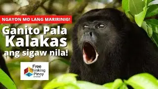 TOP 10 NOISIEST ANIMALS IN THE WORLD | Hayop Na May Pinaka Malakas na Boses