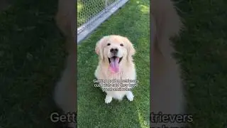 Maui&rsquo;s attributes make me want to keep having more 🐶😭🍼&hellip;&hellip;#ytshorts #shorts #trendingshorts #viral