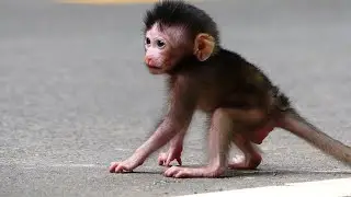 Only Six Day Old But Almost Active Very Hyperactivity Movement Newborn Monkey Tilly. Lovely So Much.