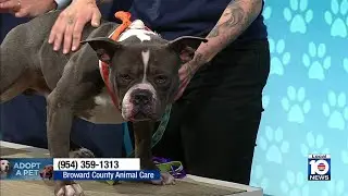Broward County Animal Care seeks 'furever' home for Scar, other furry friends