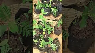 Sesbania grandiflora l Agathi l हादगा l