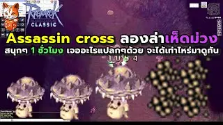 ragnarok classic assassin cross ลองล่าเห็ดม่วง สนุกๆ 1 ชั่วโมง เจออะไรแปลกๆด้วย จะได้เท่าไหร่มาดูกัน