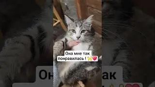Котики Котята в Америке часть 4 #usa #cat #cats #shorts #кошка #кот #жизньвсша
