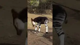 Mirip zebra tapi bukan, inilah okapi. #shortvideo #faktahewan #okapi #jaringanalamshort