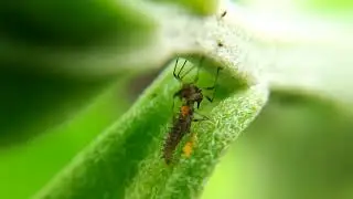 Lady beetle larva