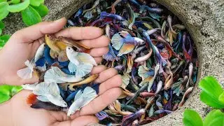 Catch many halfmoon betta fish, royal betta fish in giant pond, amazing fishing by hand skill