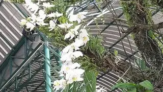 7 years attached to the tree - Phalaenopsis amabilis with plenty of flowers