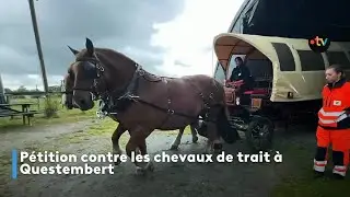 La commune de Questembert, dans le Morbihan, va-t-elle devoir se passer des chevaux de trait ?