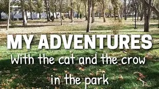 Autumn Adventure: Cats, Crows, and the Beauties of the Park!