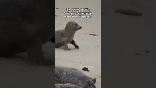 Seal magically disappears #seal