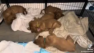Dream #puppy #foxredlab #doglover #redlab #puppies #pets #puppies #pets ##foxredlabrador #foxredlab